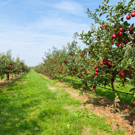 Unser Obstgut finden